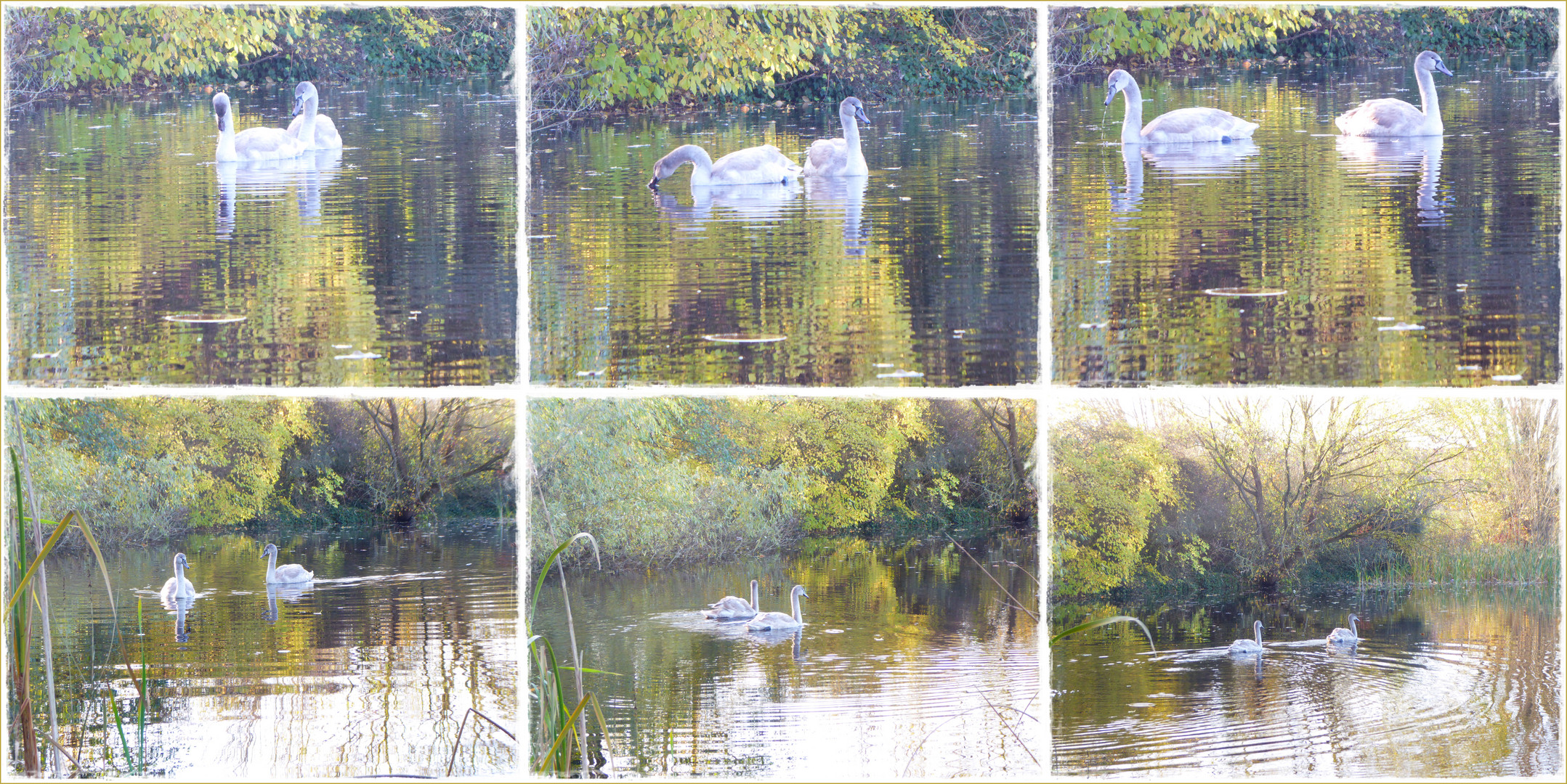 Jungschwäne auf dem Dorfteich