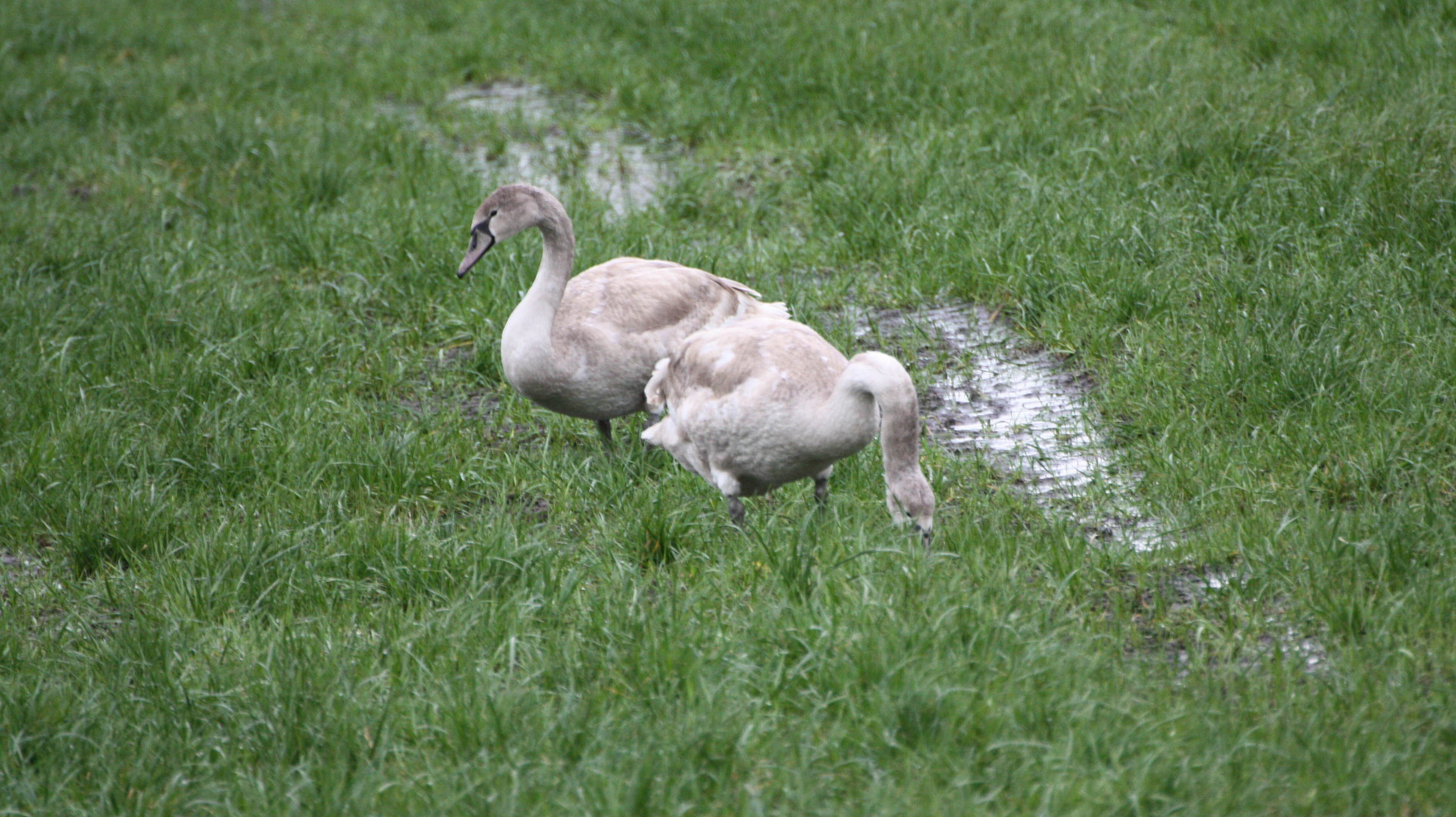 Jungschwäne auf Futtersuche