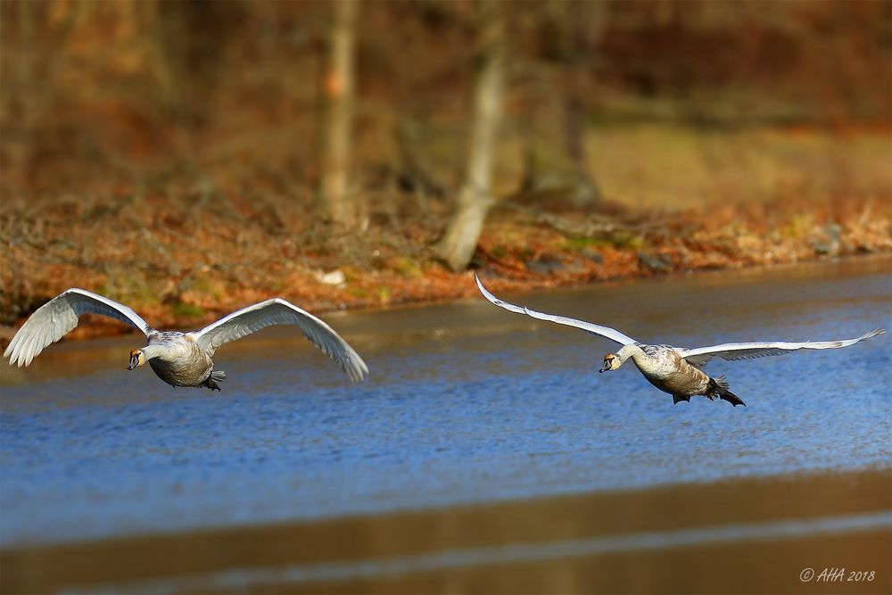 Jungschwäne auf Rundflug