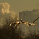 Jungschwäne beim Abflug