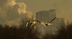 Jungschwäne beim Abflug