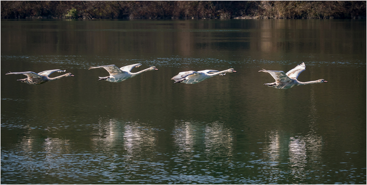 Jungschwäne im Flug