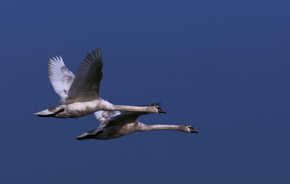 Jungschwäne im Synchronflug