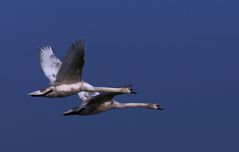 Jungschwäne im Synchronflug