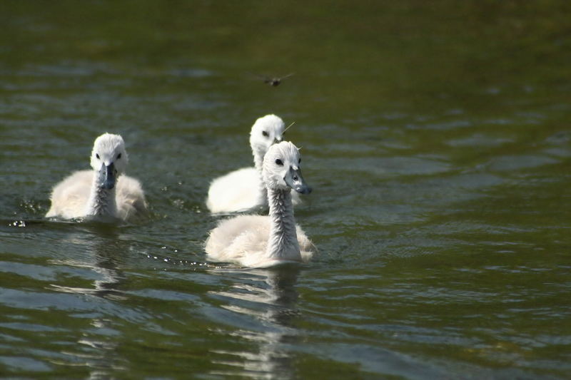 Jungschwäne mit fliegendem geleitschutz