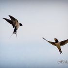 Jungschwalbe wird im Flug gefüttert