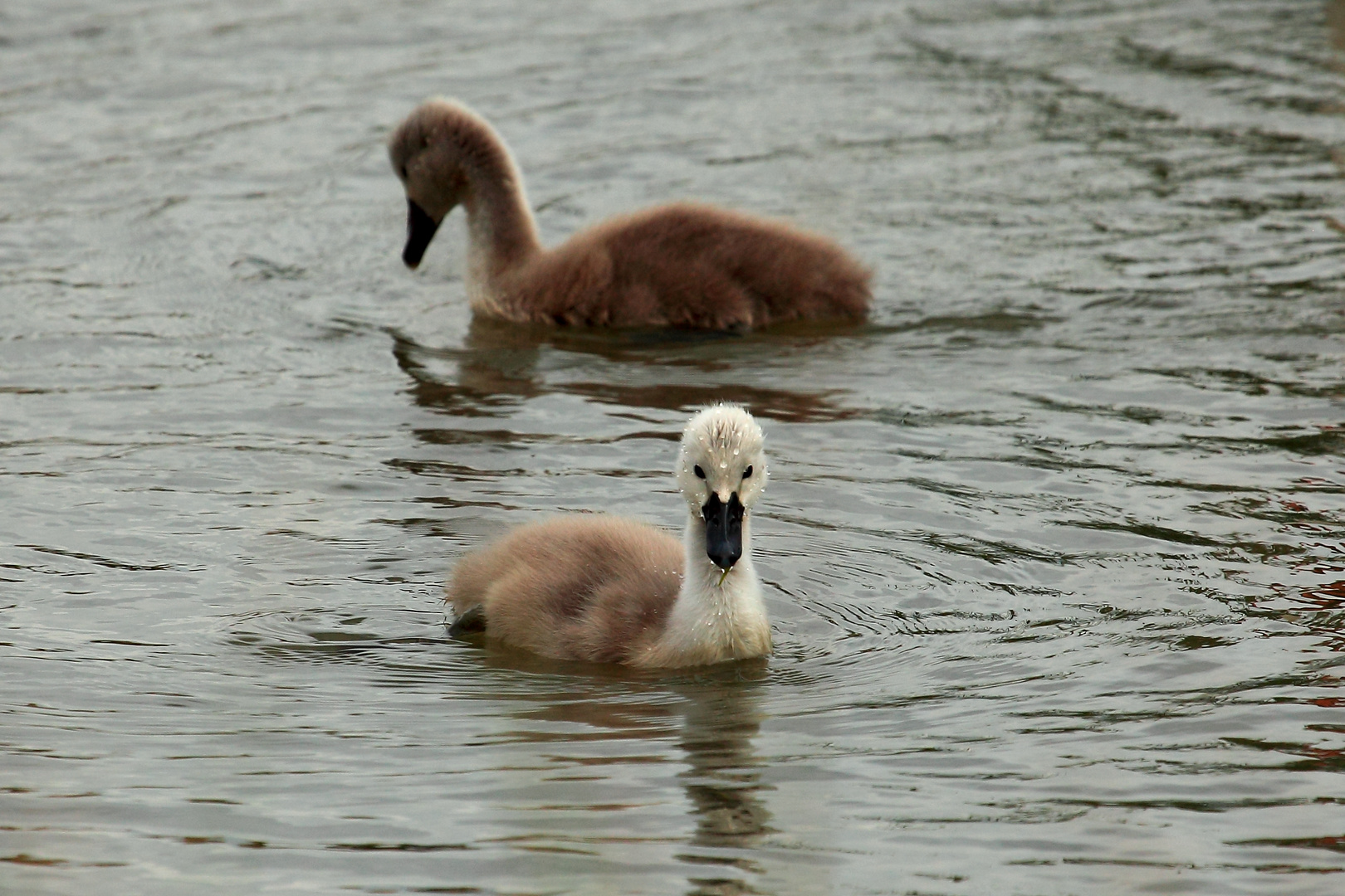 Jungschwan