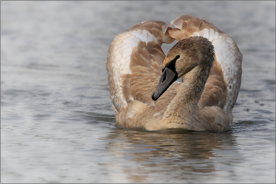 Jungschwan