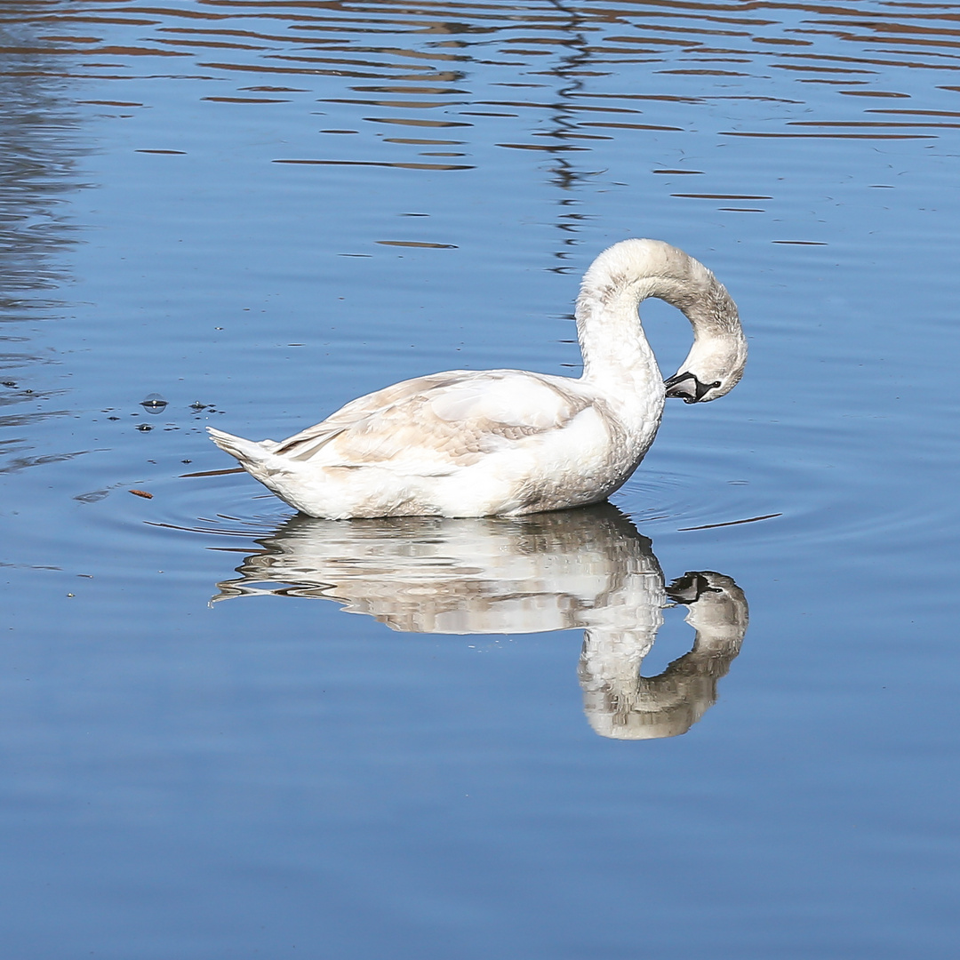 Jungschwan