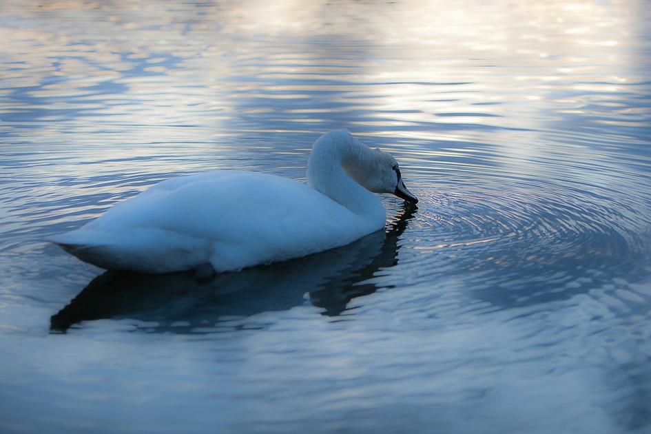 Jungschwan