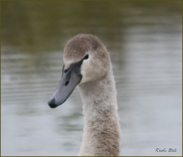 Jungschwan