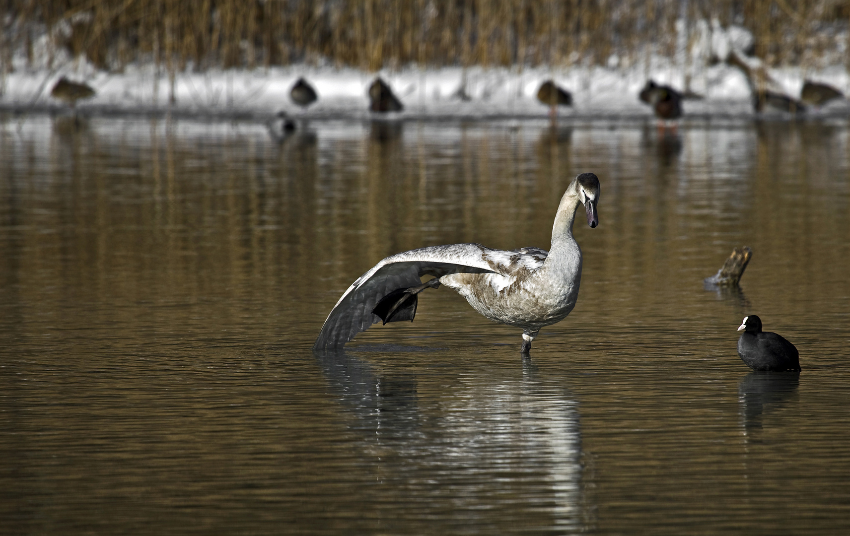 Jungschwan