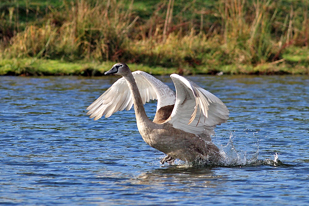 Jungschwan