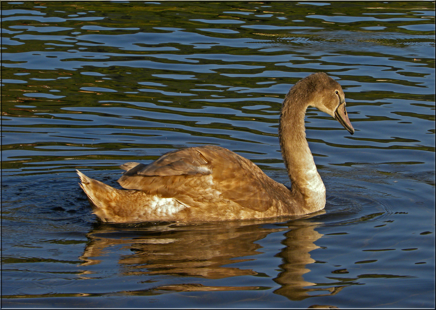 Jungschwan...