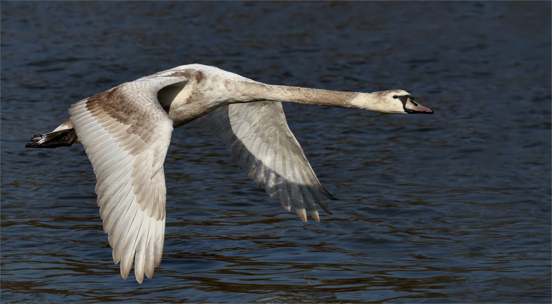 Jungschwan