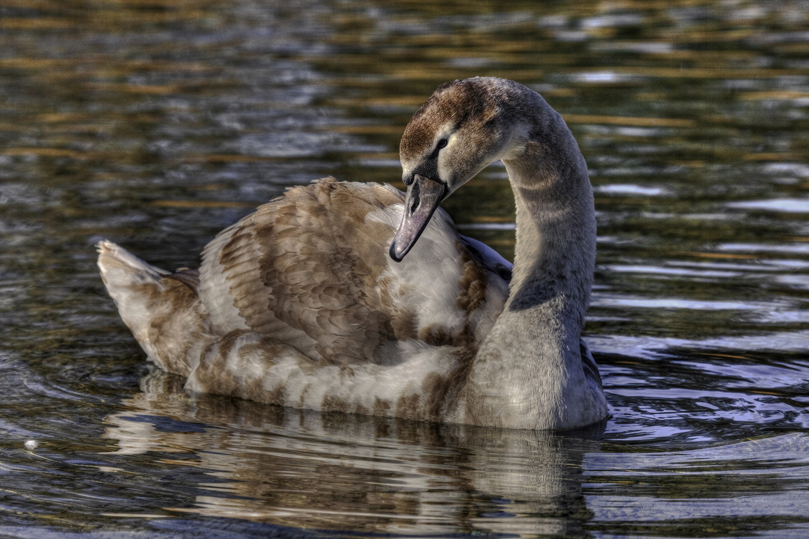 Jungschwan