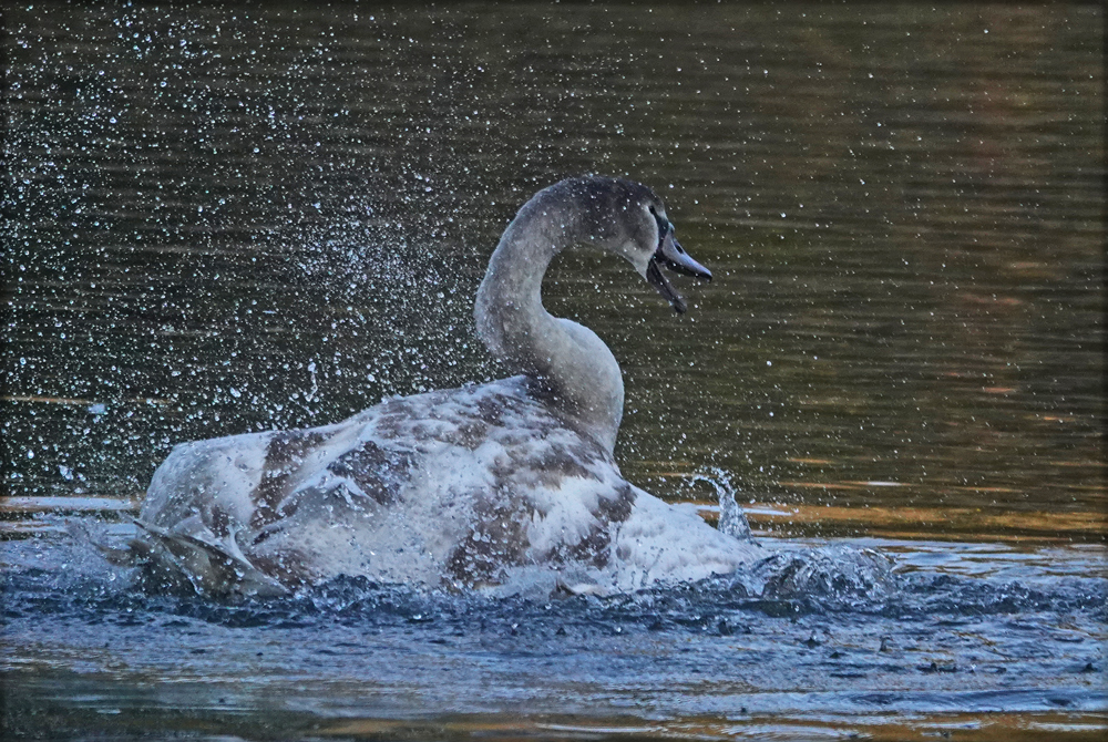 Jungschwan