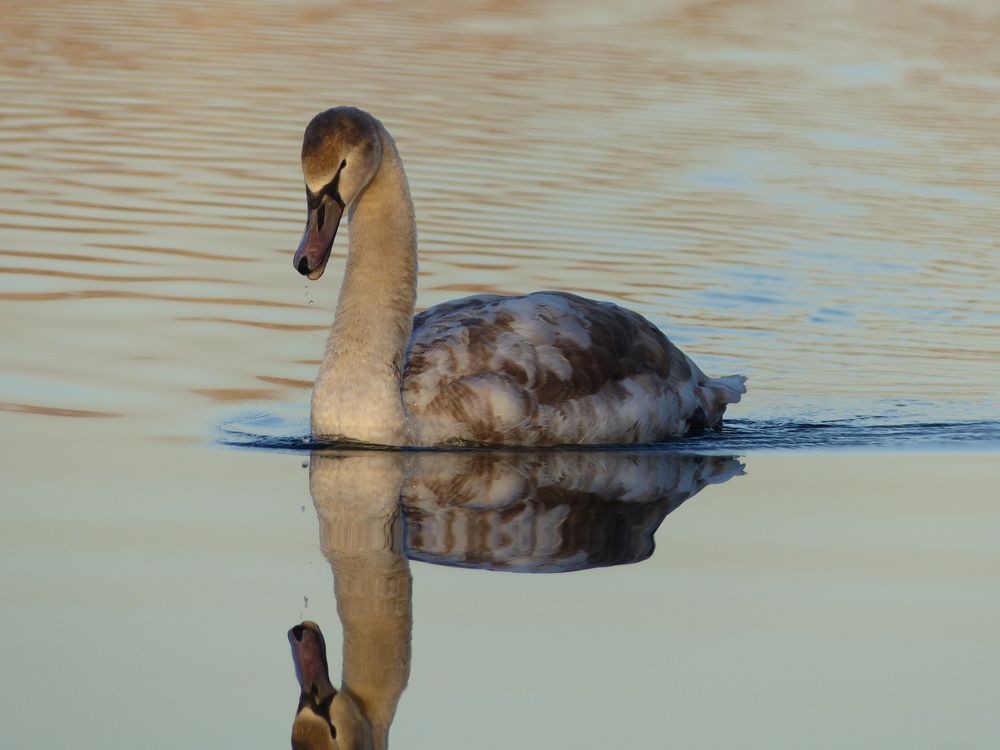 Jungschwan