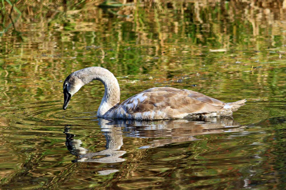 Jungschwan