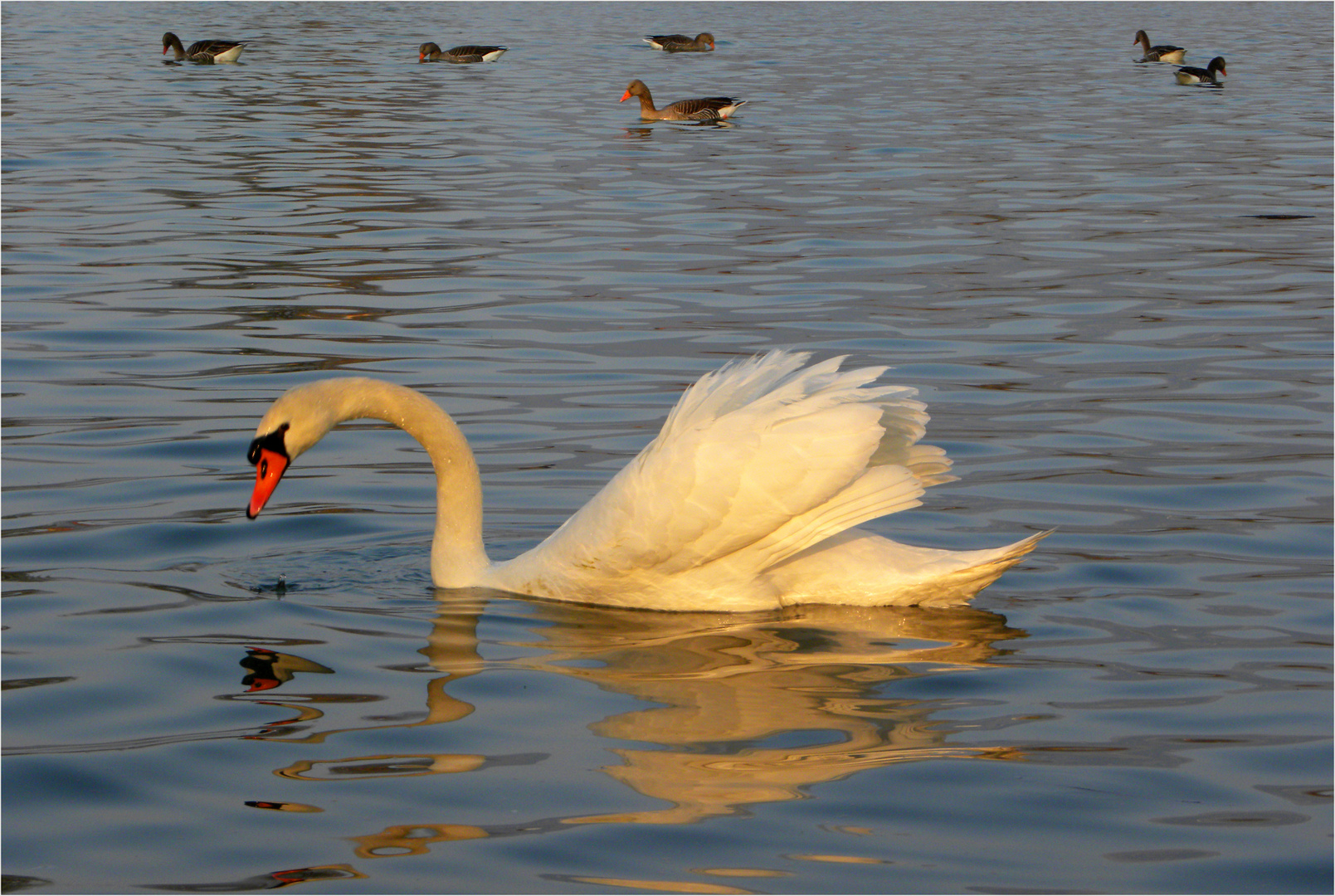 Jungschwan...