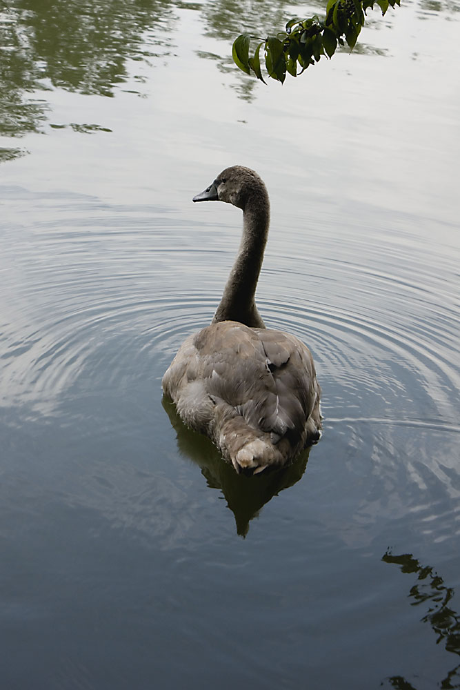 Jungschwan