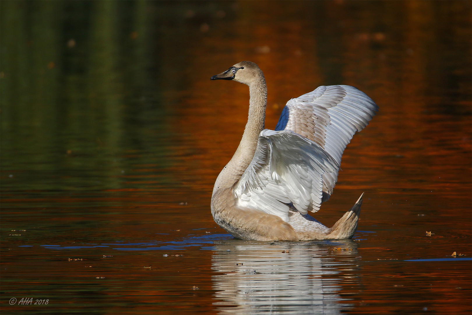 Jungschwan