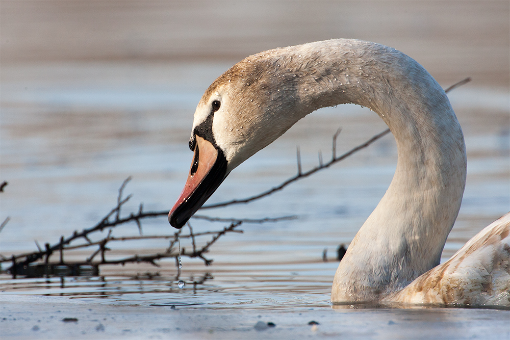 Jungschwan