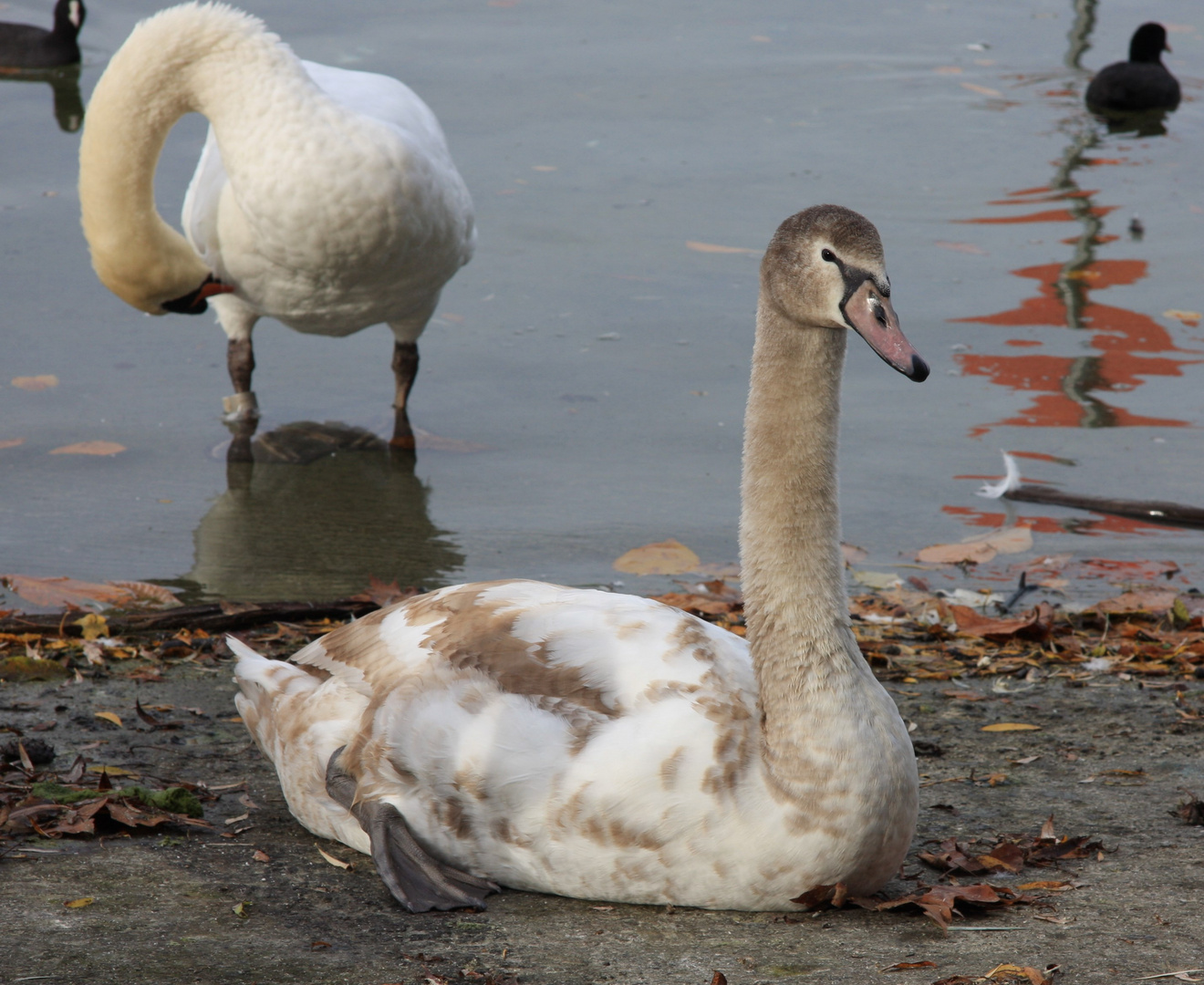 Jungschwan