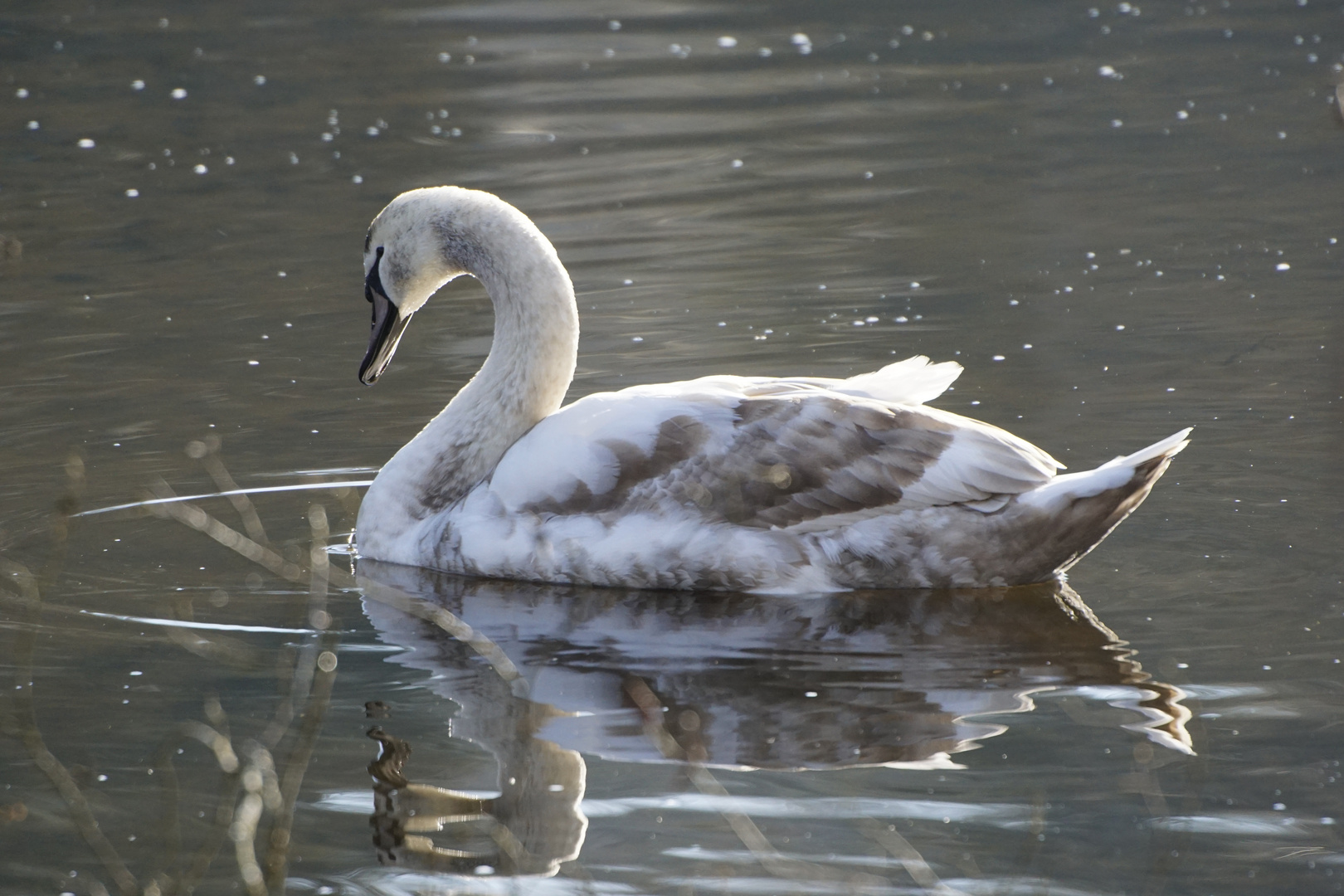 Jungschwan