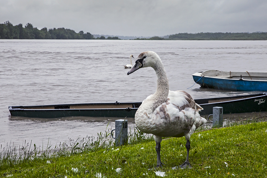 Jungschwan