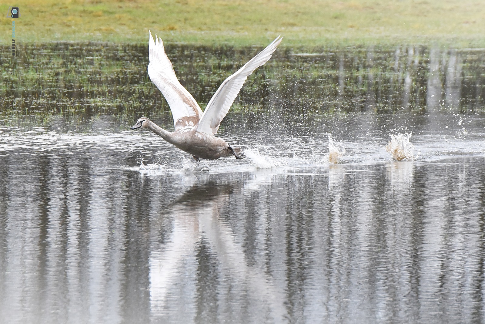 Jungschwan am Start