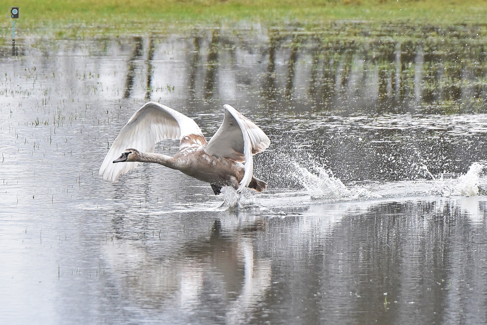 Jungschwan am Start ins Wochenende