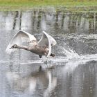 Jungschwan am Start ins Wochenende