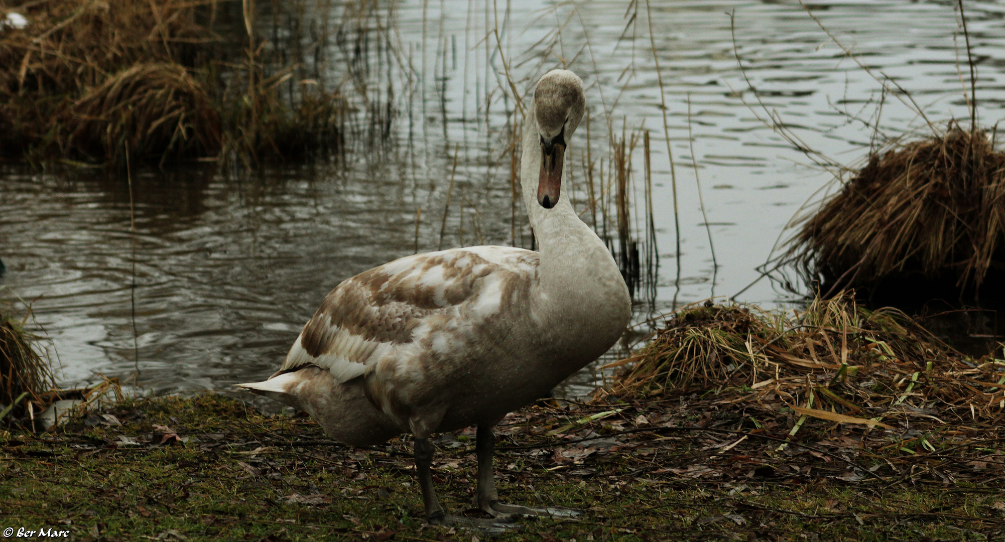 Jungschwan am Ufer