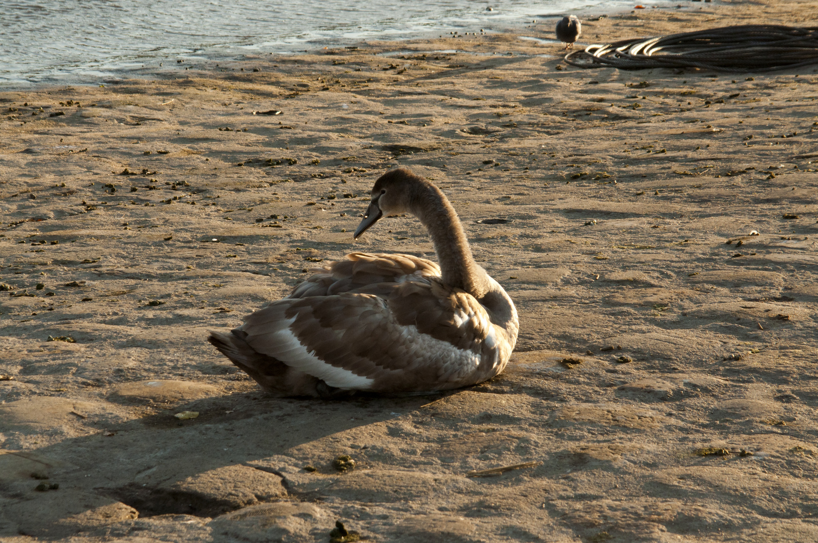 Jungschwan an der Elbe!