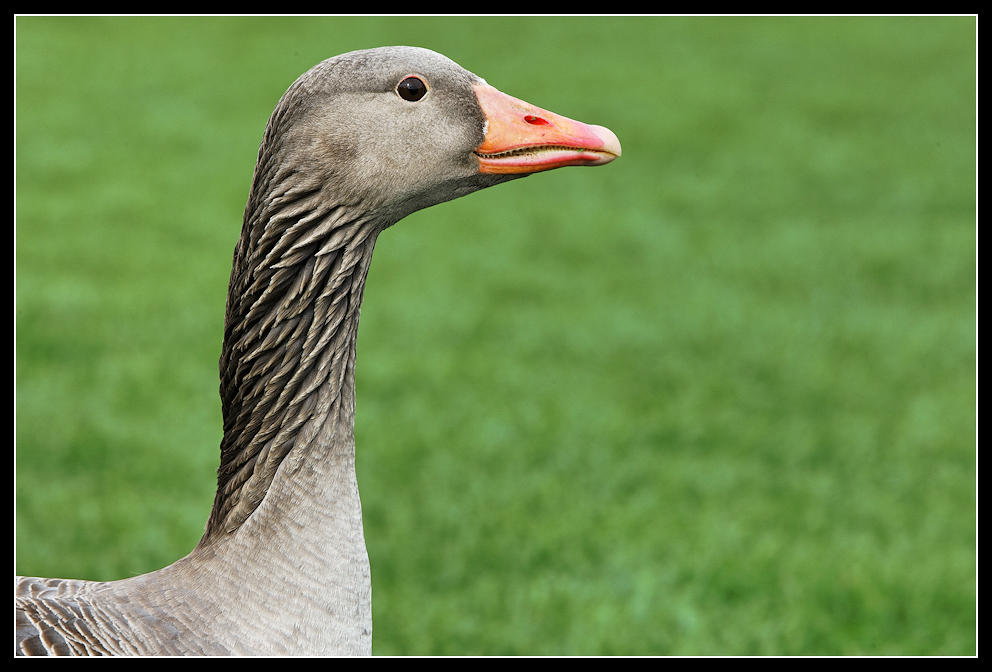 Jungschwan an Grün