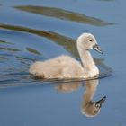 "Jungschwan auf dem Main"