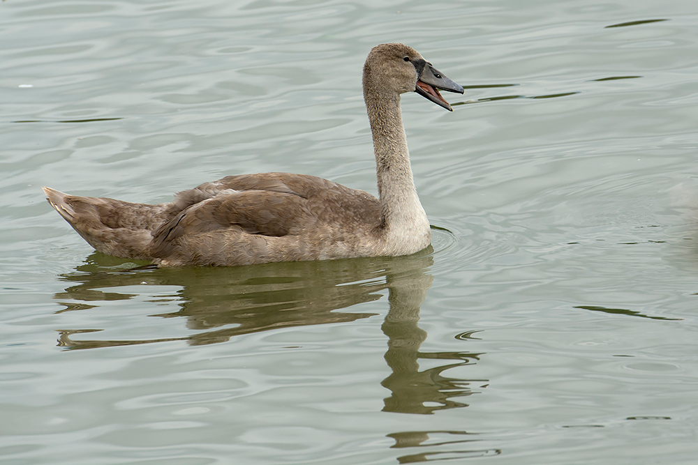 Jungschwan auf dem Rhein