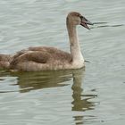 Jungschwan auf dem Rhein