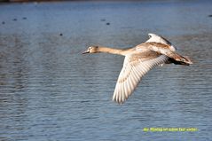 ..Jungschwan auf der Flucht..