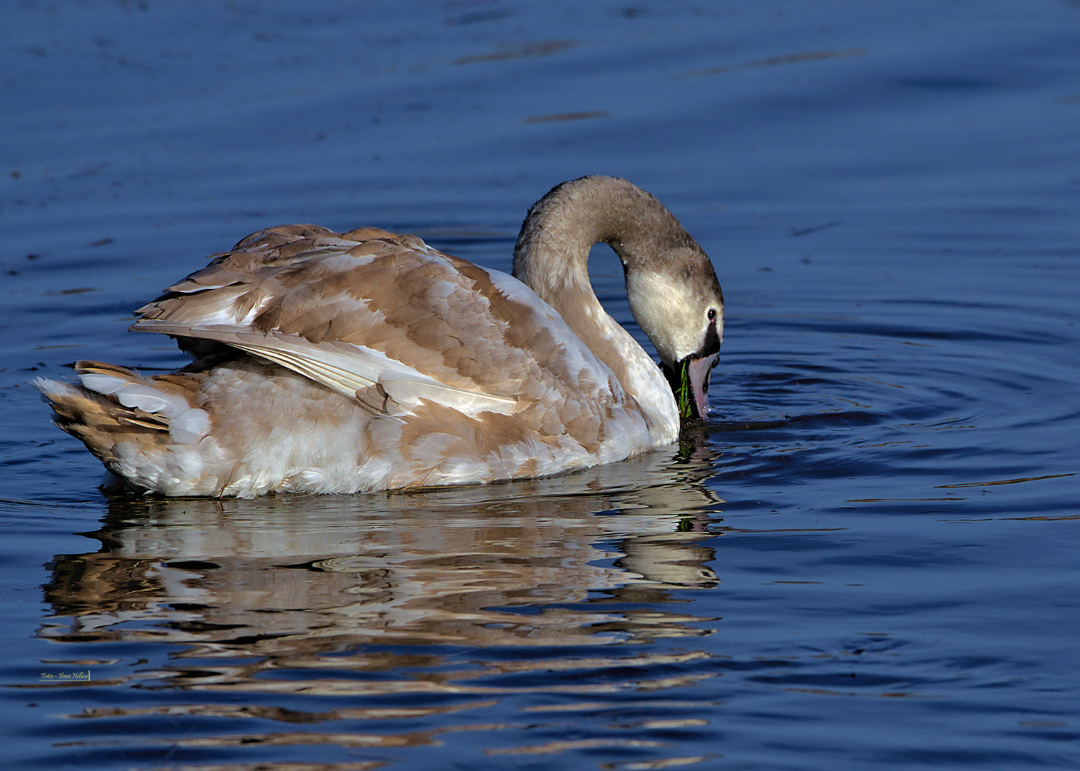 Jungschwan auf Futtersuche 