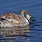 Jungschwan auf Futtersuche 