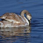 Jungschwan auf Futtersuche 