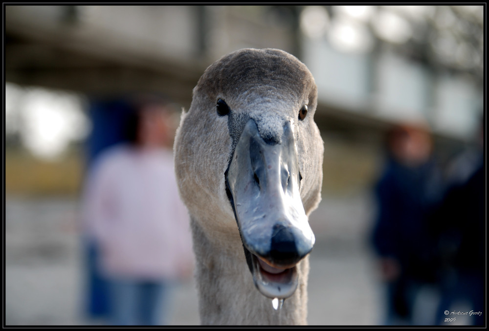 Jungschwan aus Boltenhagen