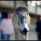 Jungschwan aus Boltenhagen