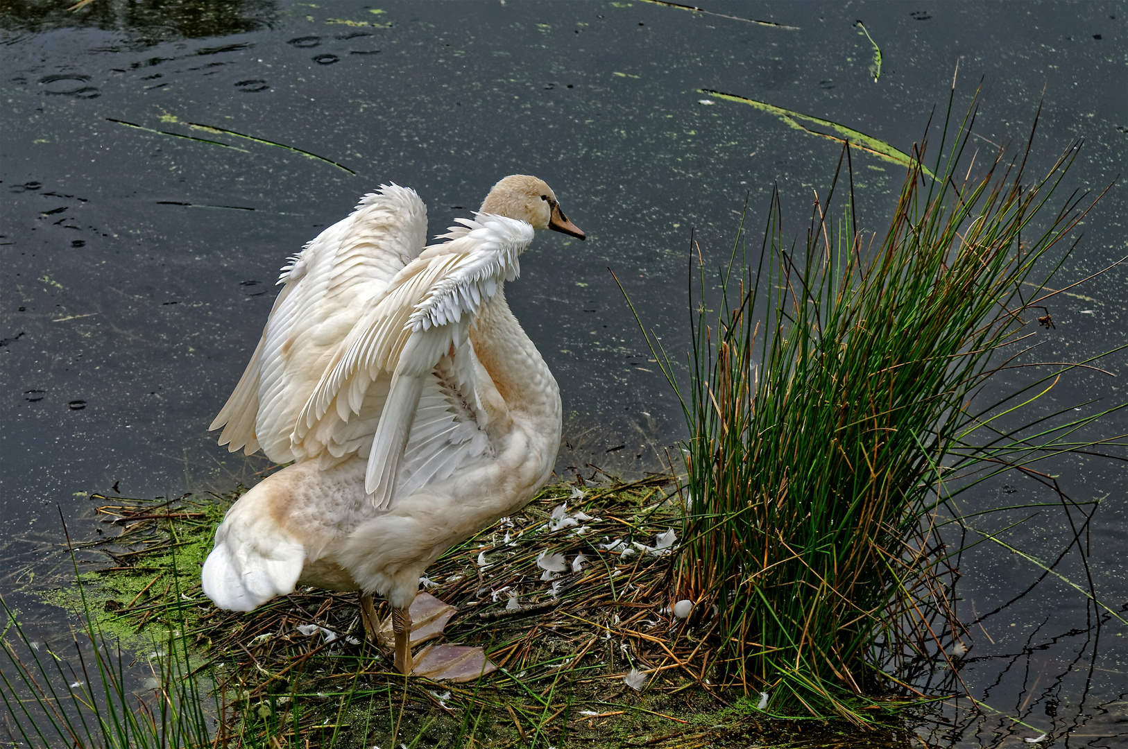 Jungschwan