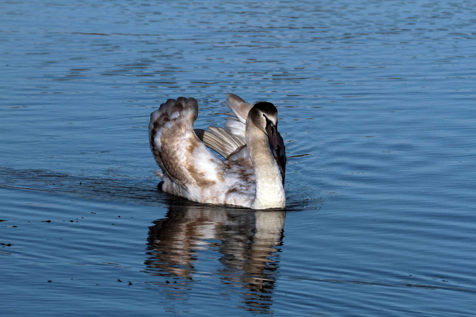 Jungschwan