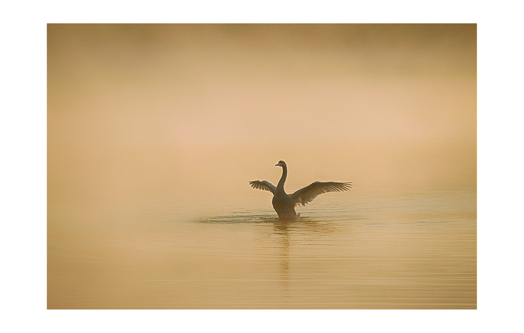 Jungschwan bei der Morgenpflege