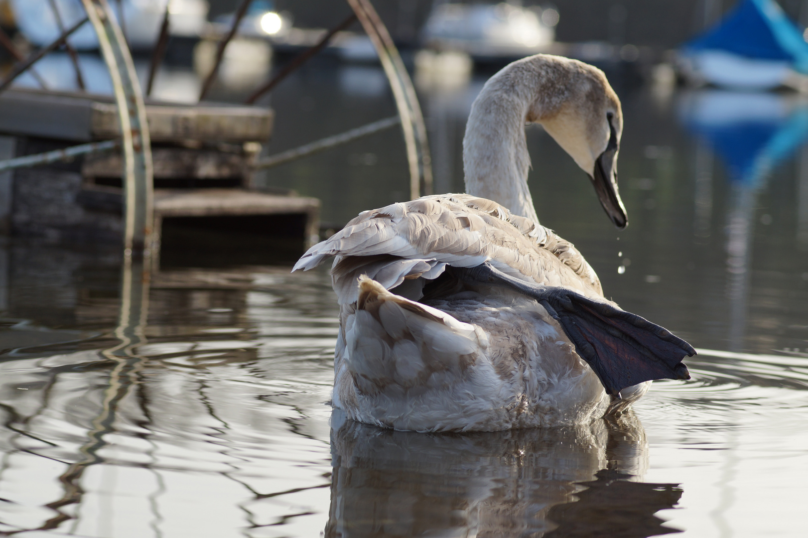 Jungschwan beim abendlichen Yoga