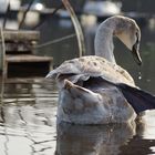 Jungschwan beim abendlichen Yoga